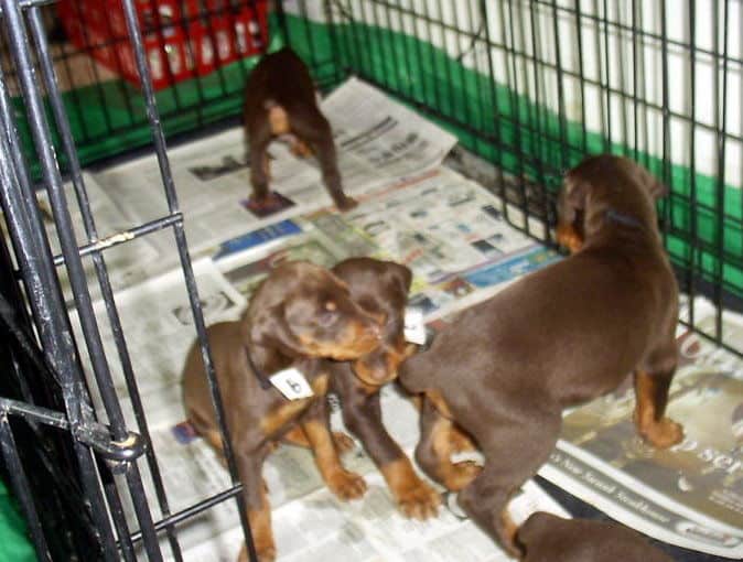 dobie pups