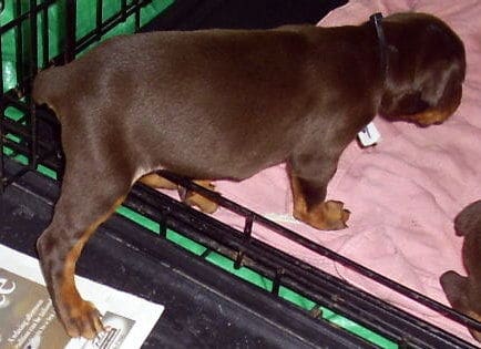 doberman puppy