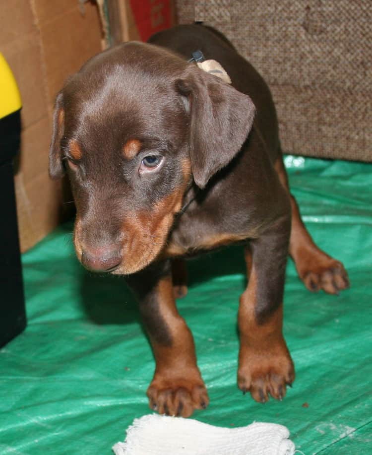 male doberman pup