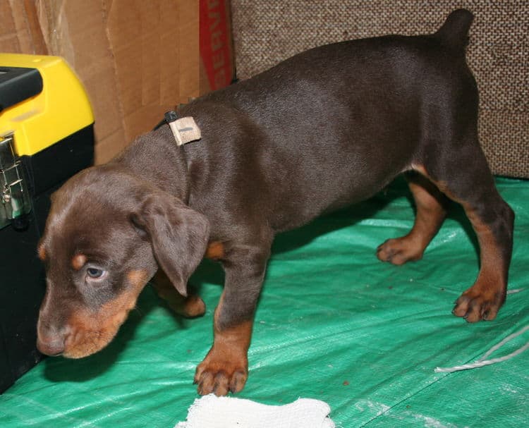 male doberman pup