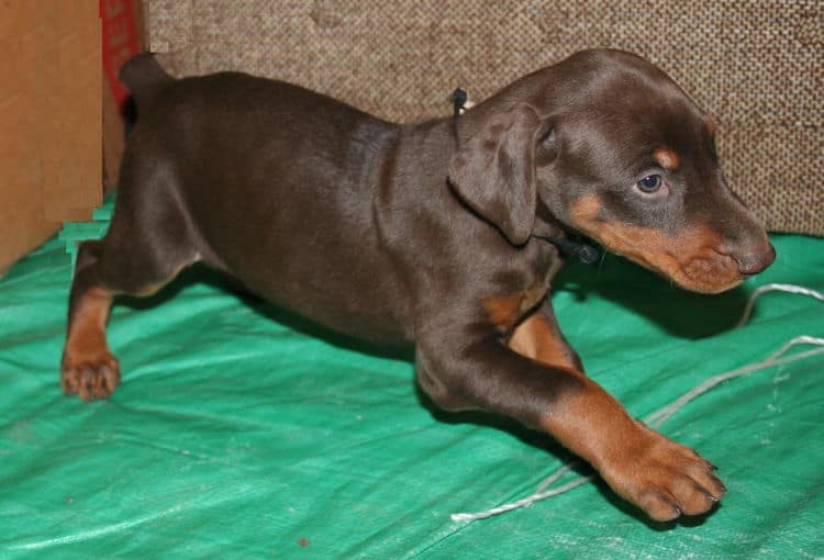 male doberman pup