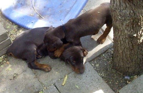 dobie pups