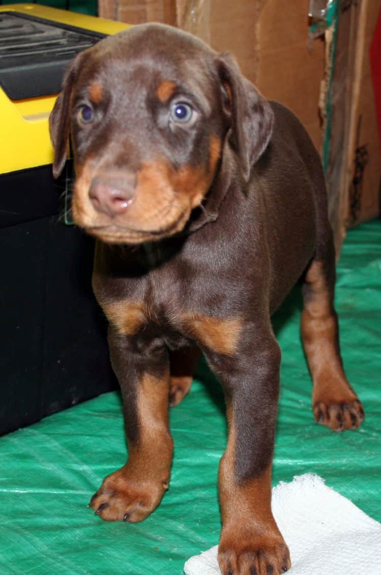 male doberman pup