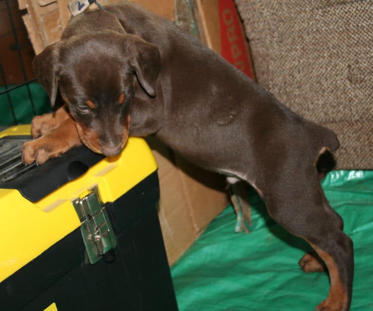 male doberman pup