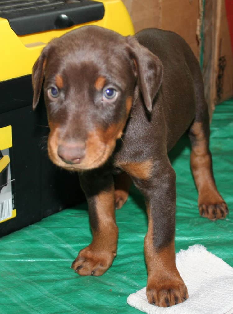 male doberman pup