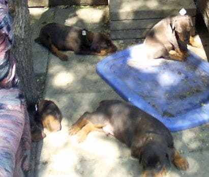 dobie pups