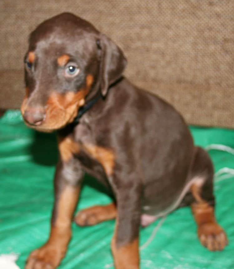 male doberman pup