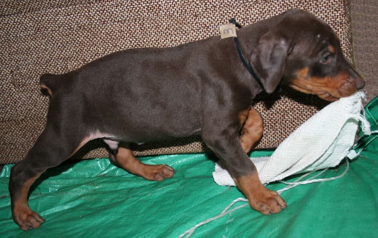 male doberman pup