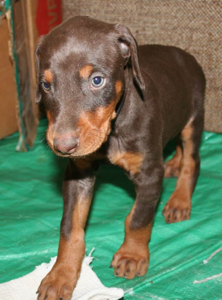 male doberman pup