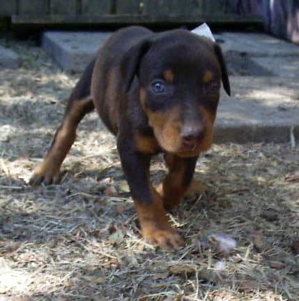 dobie pups