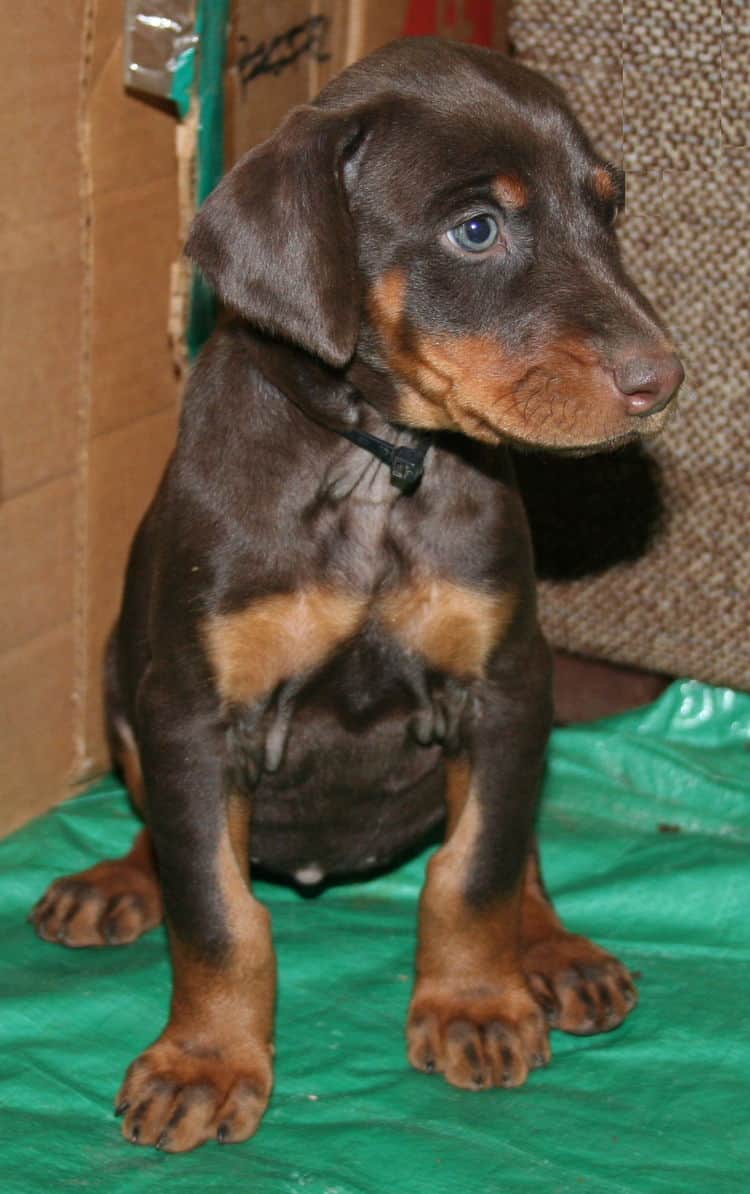 male doberman pup