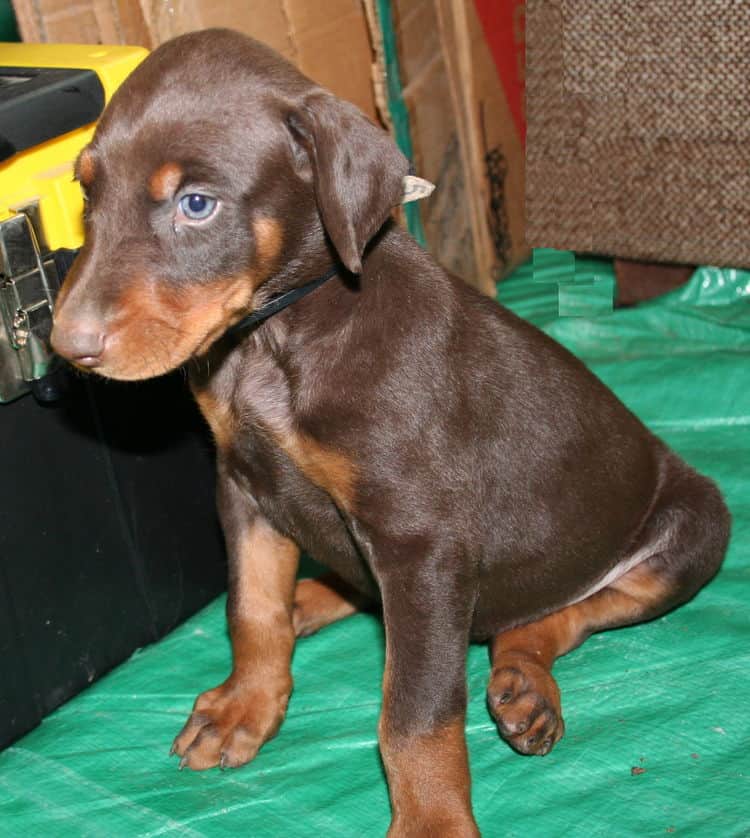 male doberman pup