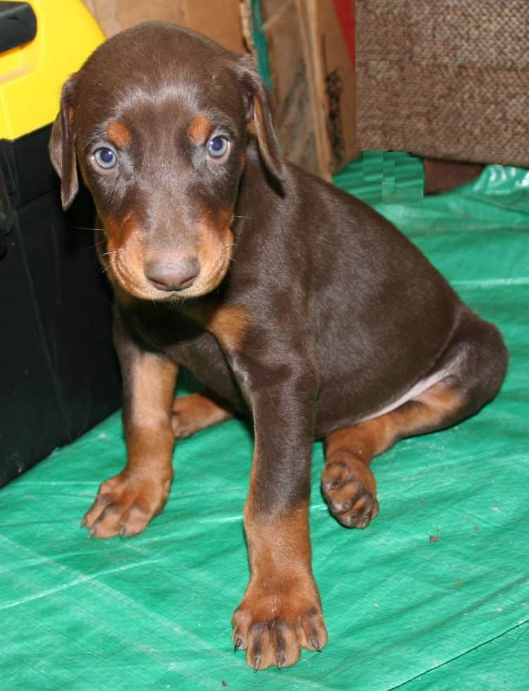 male doberman pup