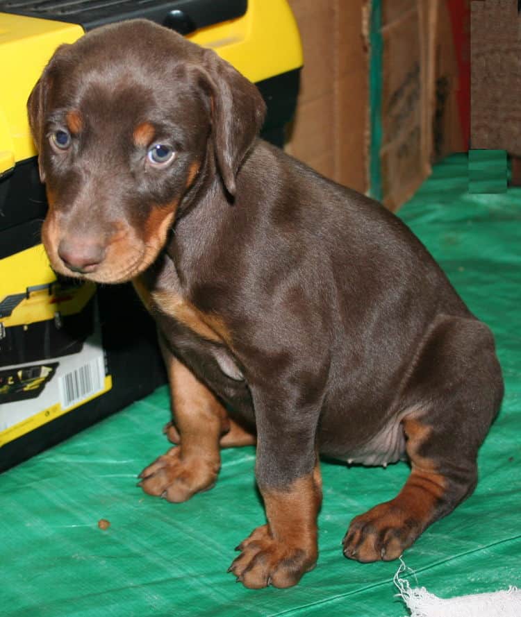 female doberman pup