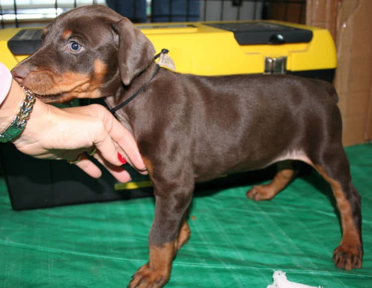 female doberman pup