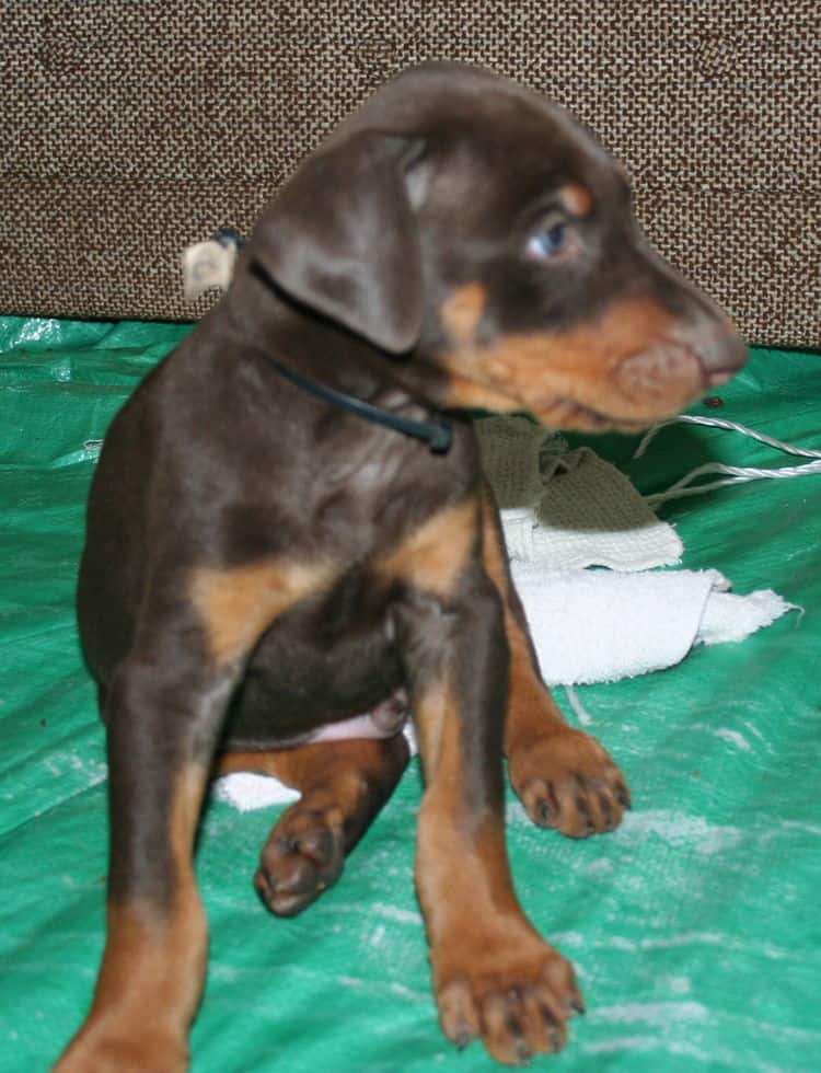 male doberman pup