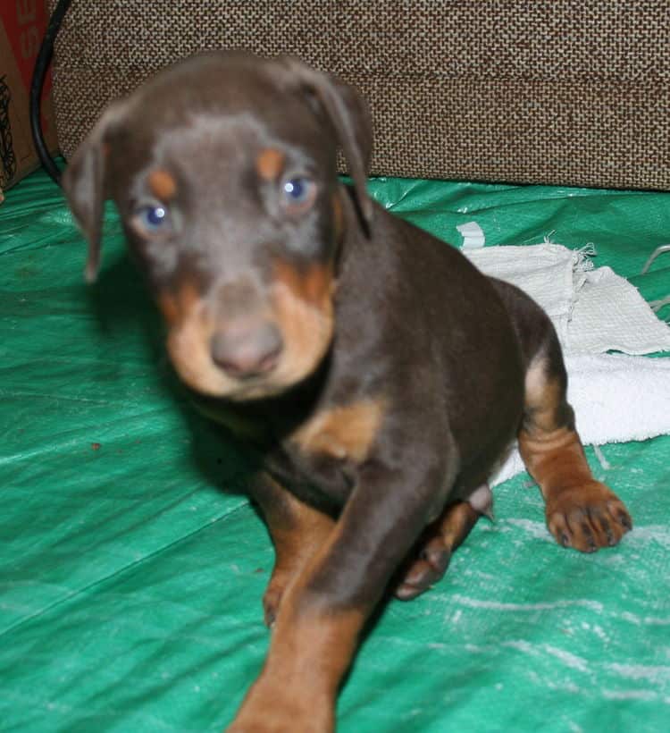 male doberman pup