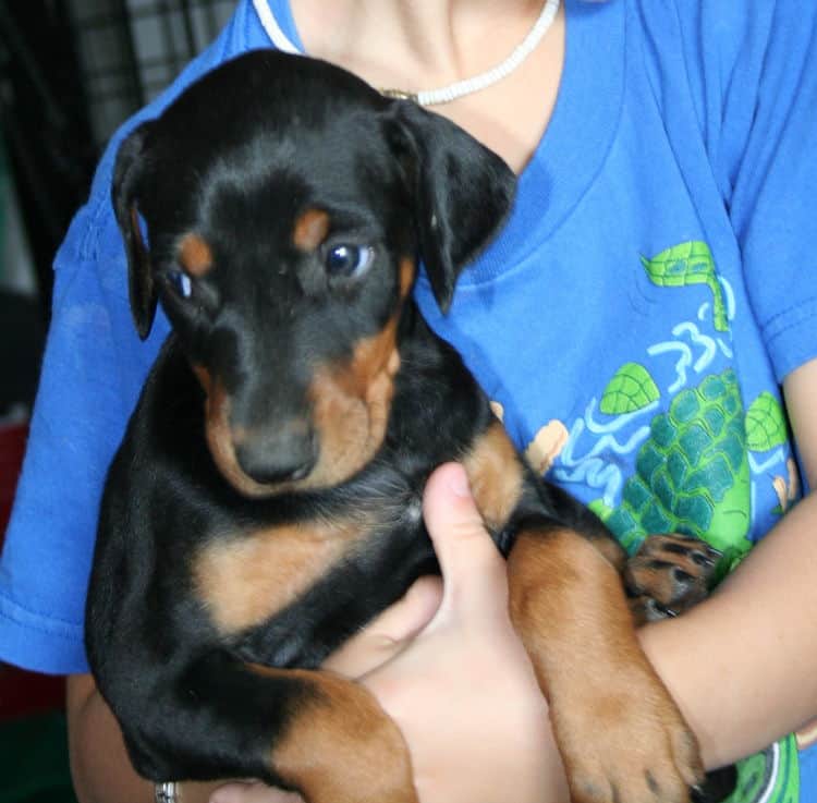 female doberman pup