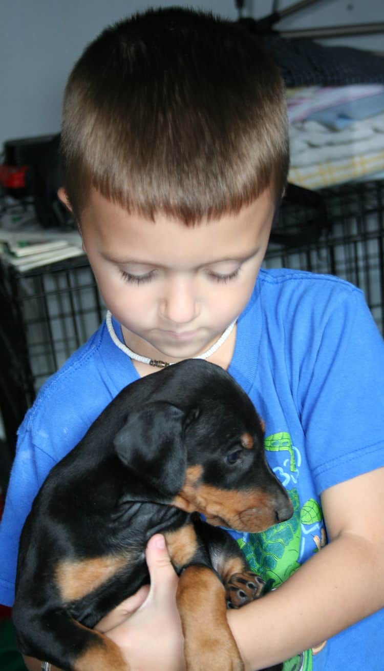 dobie pups