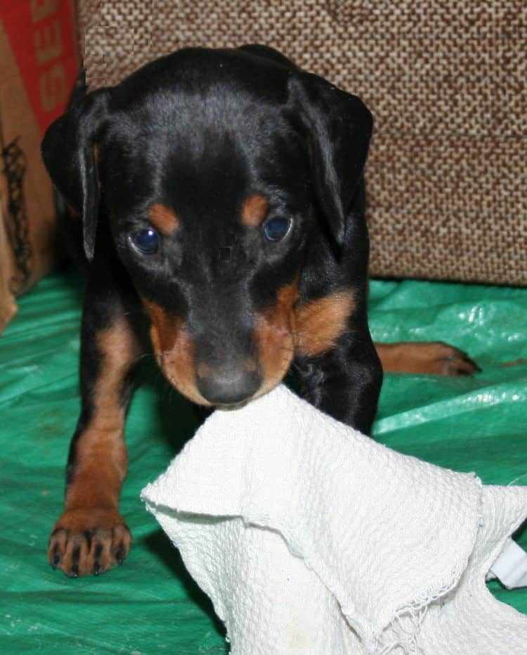 female doberman pup