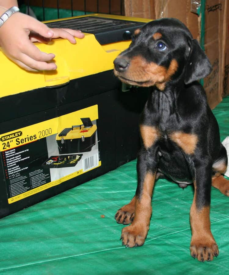 female doberman pup