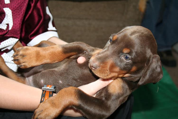 dobie pups