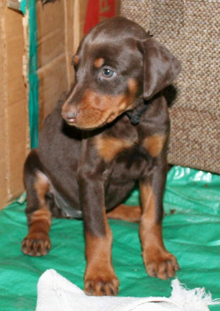 female doberman pup