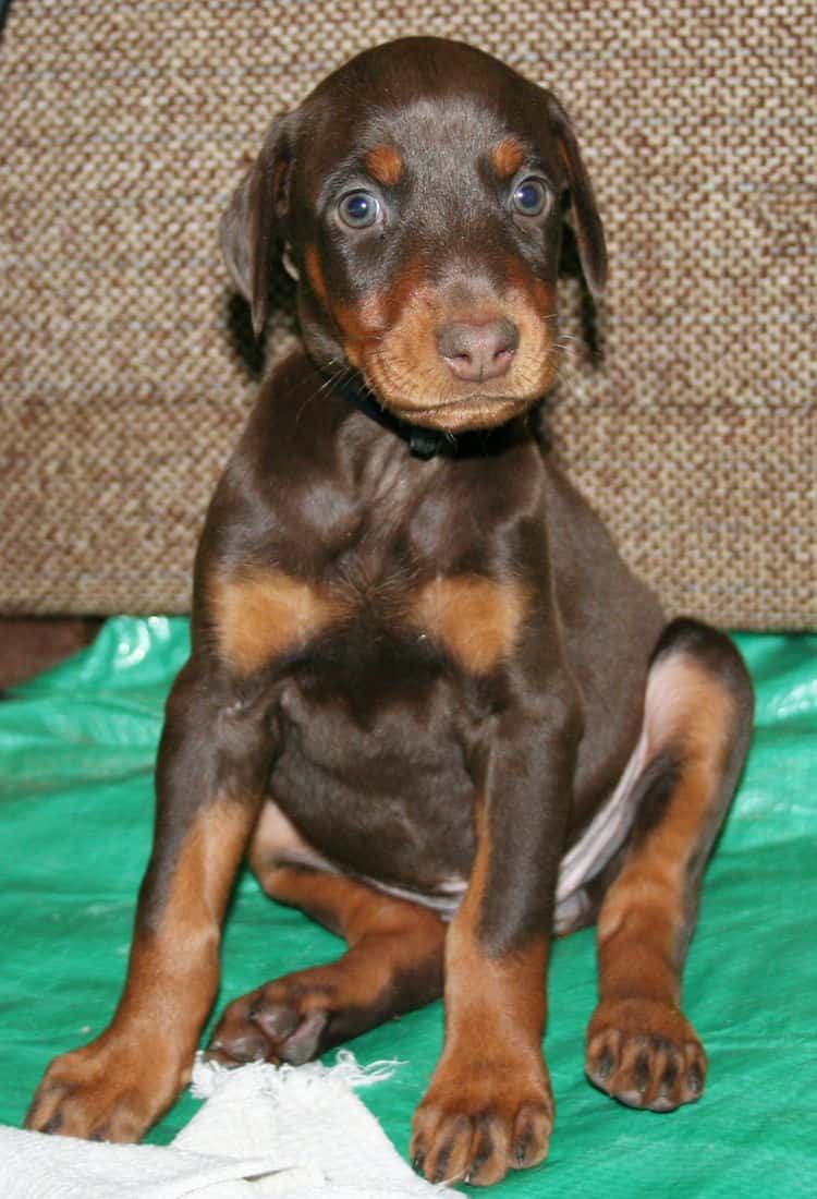 female doberman pup