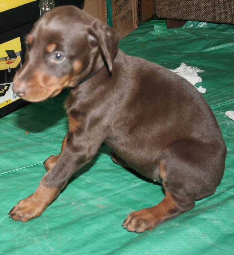 female doberman pup