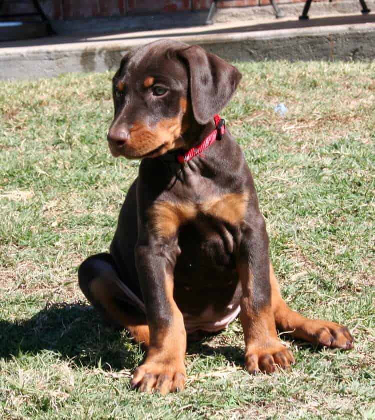 red and rust doberman puppy