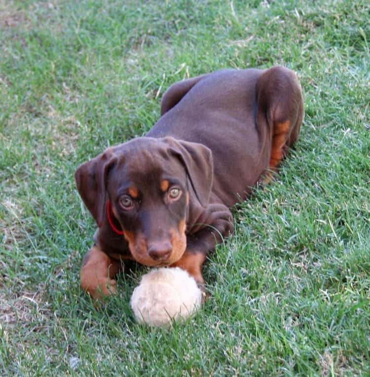 red and rust doberman puppy