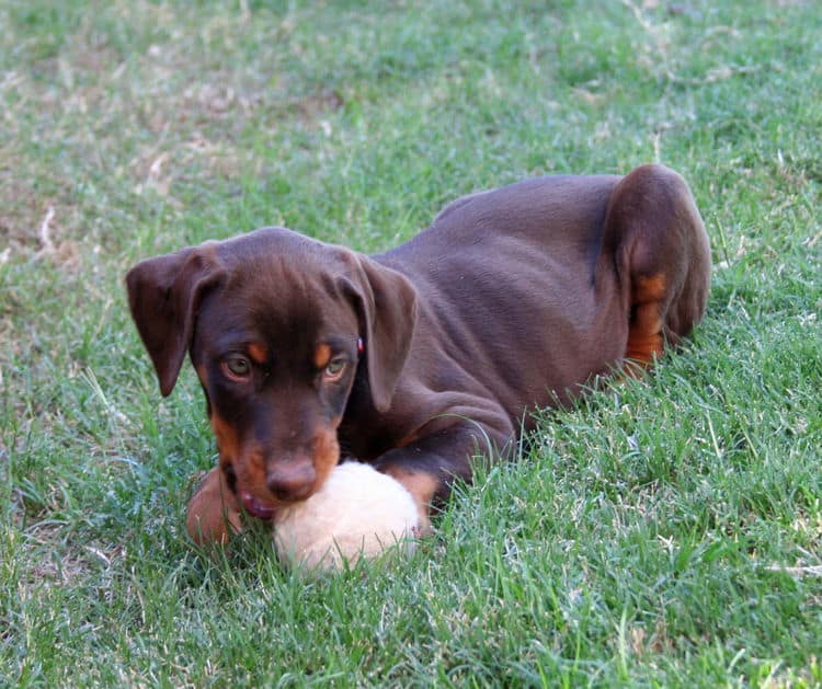 red and rust doberman puppy