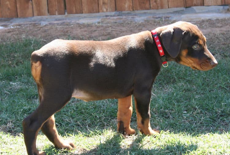 red and rust doberman puppy