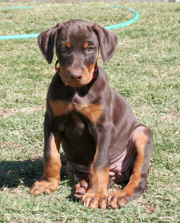 red and rust doberman puppy