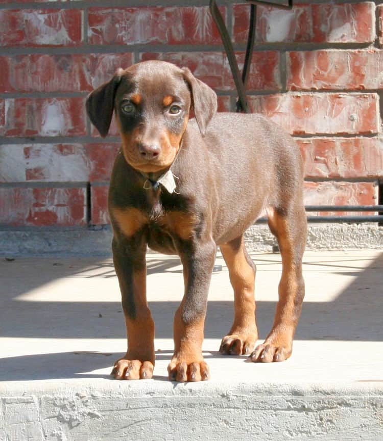 red and rust doberman puppy