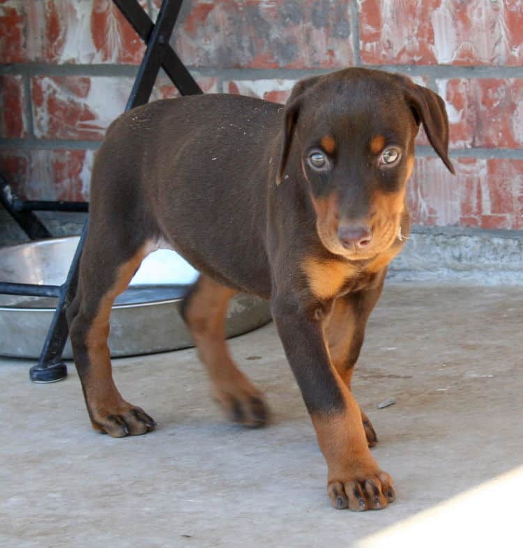 red and rust doberman puppy