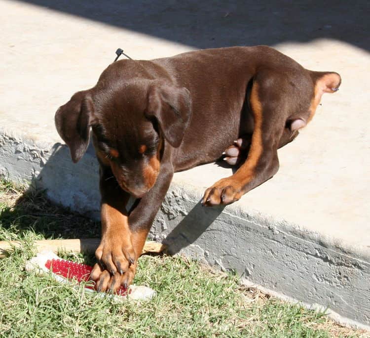 red and rust doberman puppy