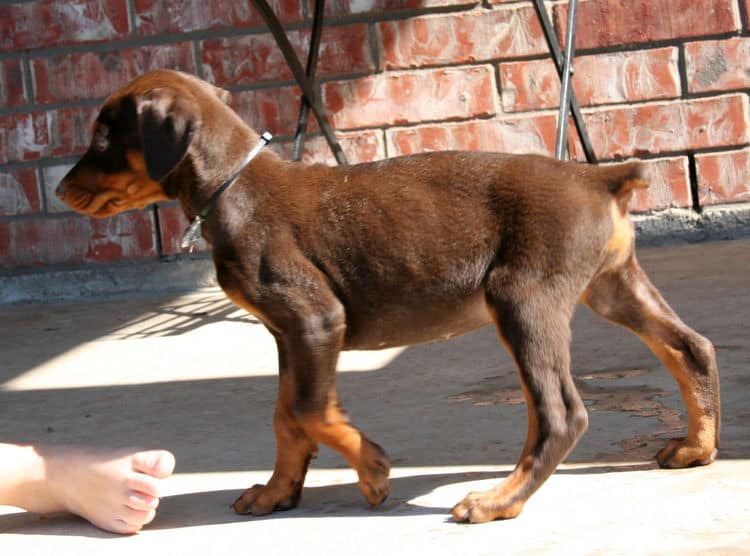 red and rust doberman puppy