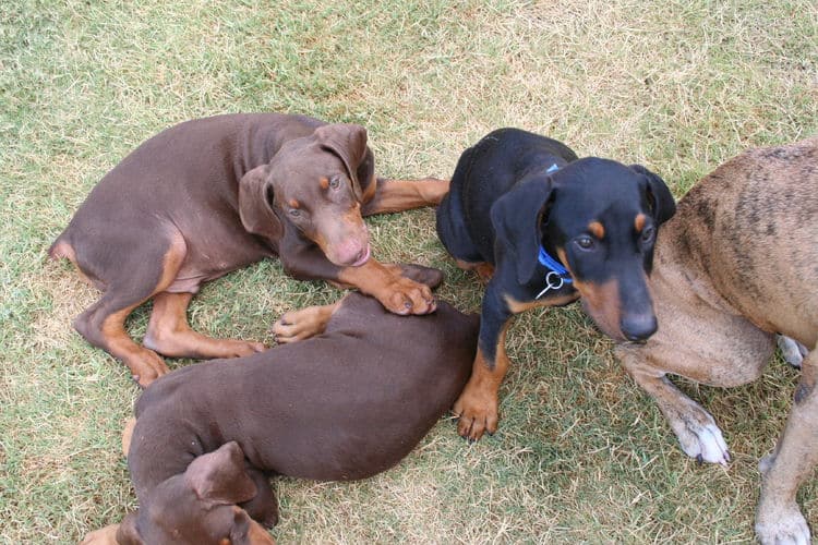 doberman puppies