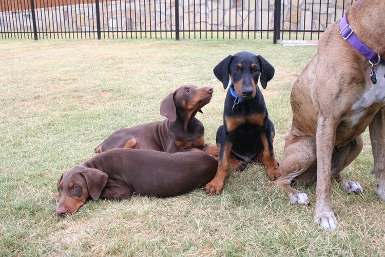 doberman puppies