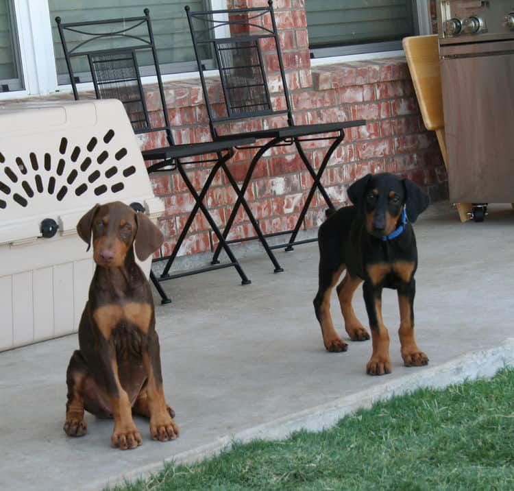 doberman puppies