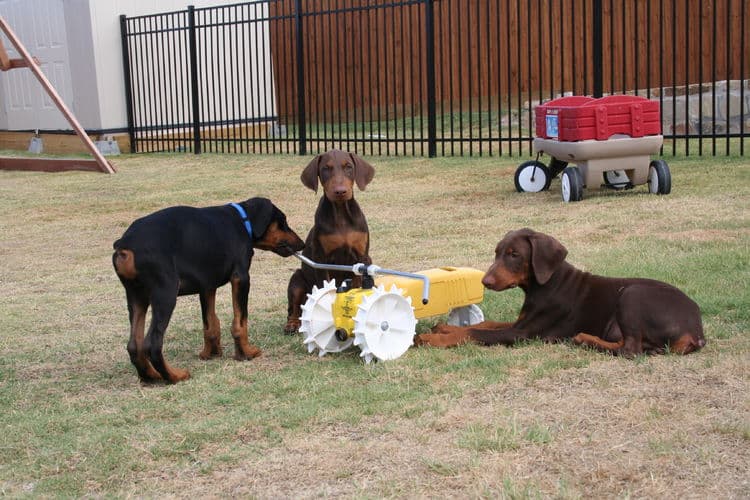 doberman puppies