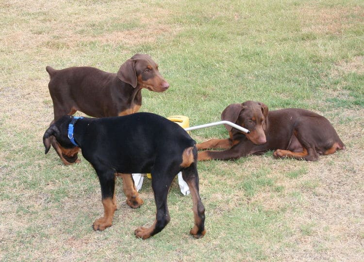 doberman puppies