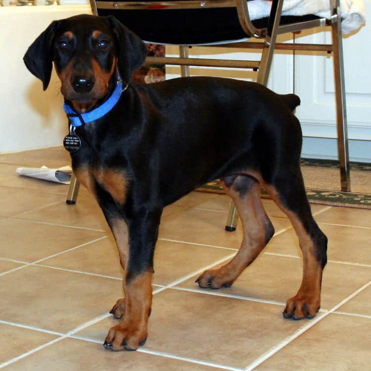 doberman puppy