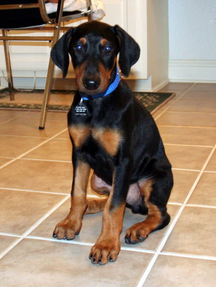 doberman puppy