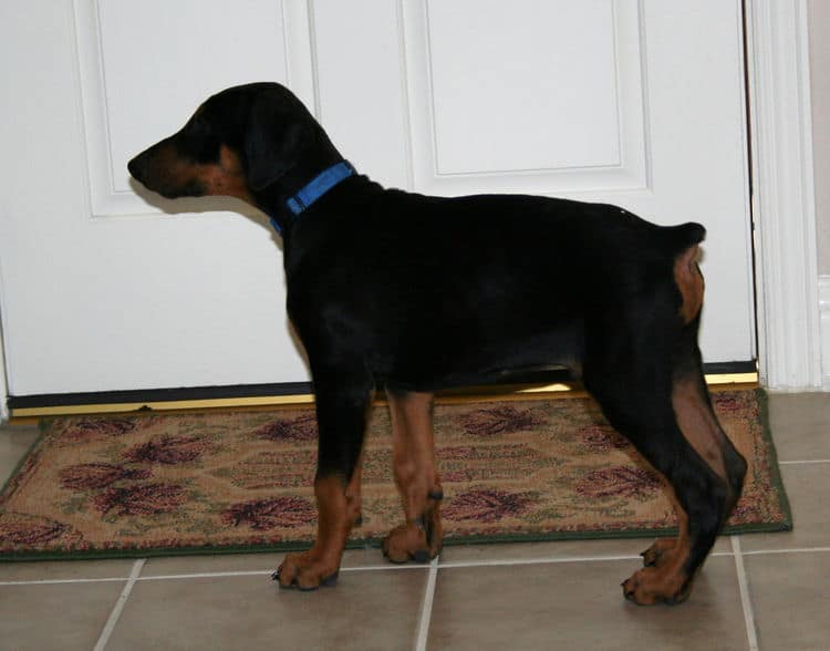 doberman puppy