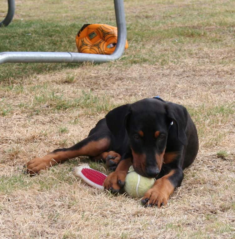 doberman puppy