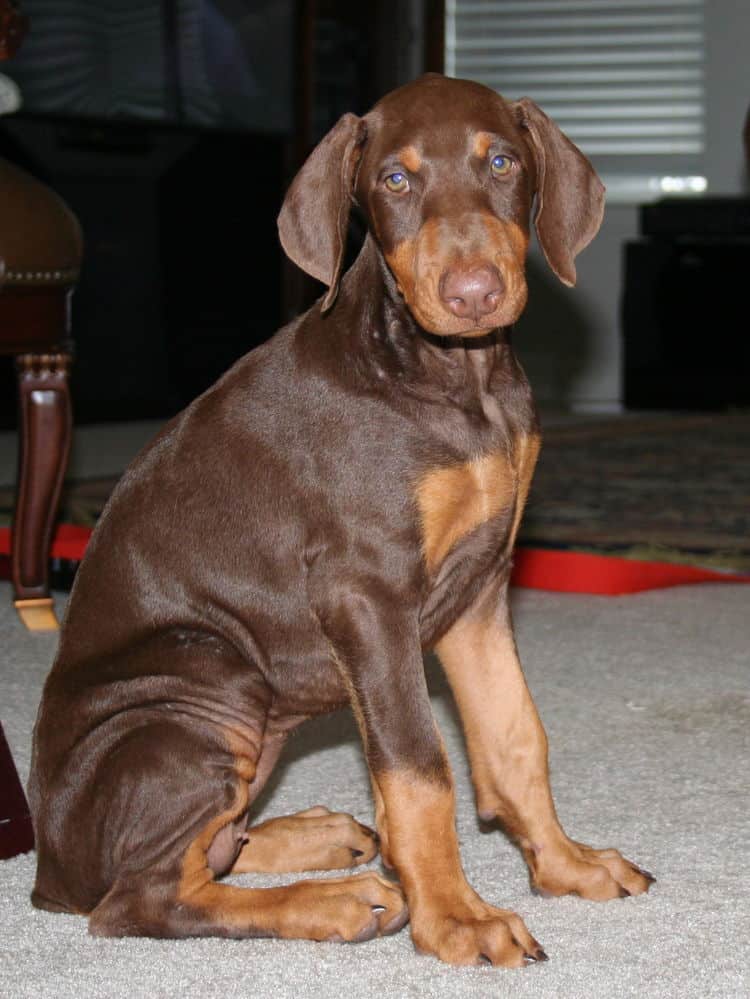 doberman puppy