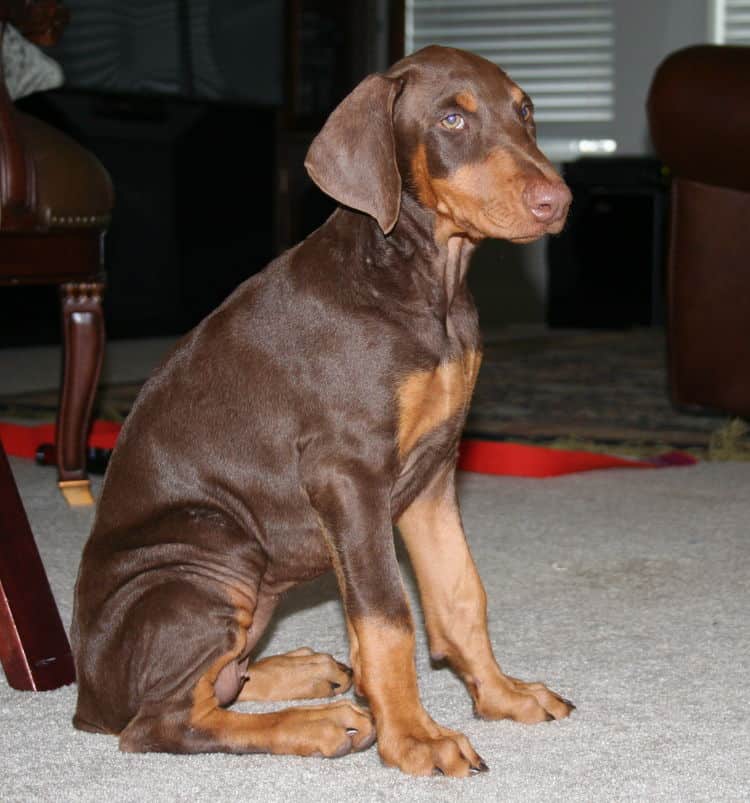 doberman puppy