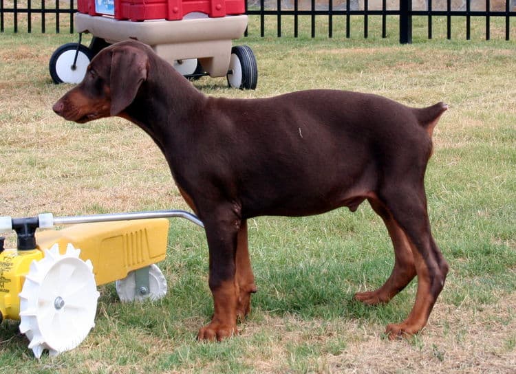 doberman puppy